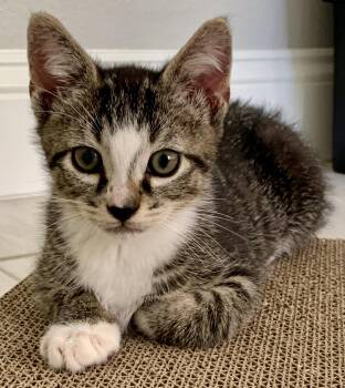 Domestic Short Hair Cats Available for Adoption in Zephyrhills, Florida - Camden (0428) | PetCurious