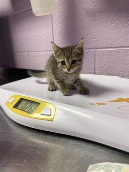 61139806 -  Domestic Short Hair Cat for Adoption in El Paso, Texas - 61139806 | PetCurious
