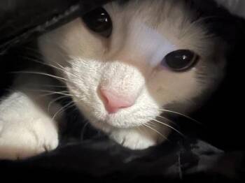 Bianca -  Domestic Short Hair Cat for Adoption in Columbus, Ohio - Bianca | PetCurious