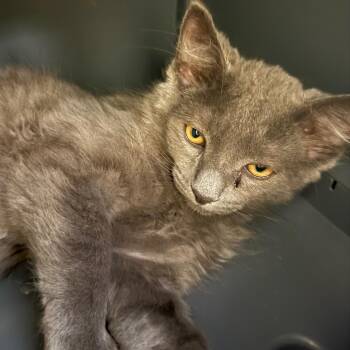 Iggy Pop -  Domestic Long Hair Cat for Adoption in Oshkosh, Wisconsin - Iggy Pop | PetCurious
