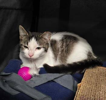 Casmir -  Domestic Short Hair Cat for Adoption in Chicago, Illinois - Casmir | PetCurious