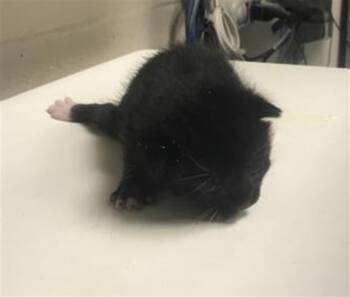 LOU -  Domestic Short Hair Cat for Adoption in Conroe, Texas - LOU | PetCurious