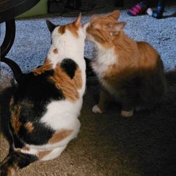Tarot -  Domestic Short Hair Cat for Adoption in Downers Grove, Illinois - Tarot | PetCurious