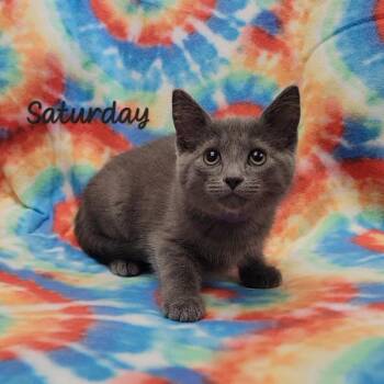 Domestic Short Hair Cats Available for Adoption in Parkersburg, West Virginia - Saturday | PetCurious