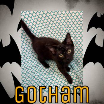 Gotham -  Domestic Short Hair Cat for Adoption in Royse City, Texas - Gotham | PetCurious
