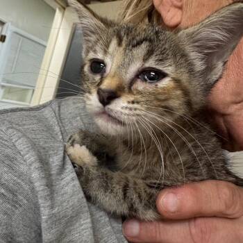 Scoot Scoot -  Domestic Short Hair Cat for Adoption in Pekin, Illinois - Scoot Scoot | PetCurious