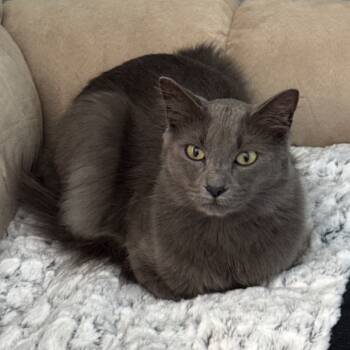 Rescue Russian Blue and Domestic Medium Hair Cats for Adoption in Titusville, Florida - Jasper | PetCurious