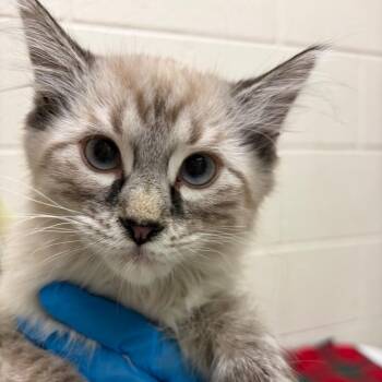 Newt -  Domestic Long Hair Cat for Adoption in Murray, Utah - Newt | PetCurious