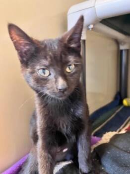 Domestic Short Hair Cats Available for Adoption - Coal - K6 | PetCurious