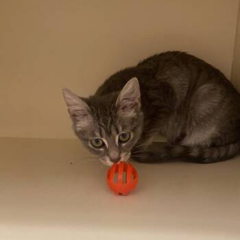 Domestic Short Hair Cats Available for Adoption - Mrytle | PetCurious