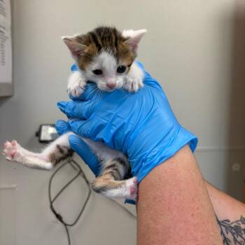 Green Goblin -  Domestic Short Hair Cat for Adoption in Columbiana, Alabama - Green Goblin | PetCurious