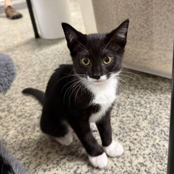 Skittles -  Domestic Short Hair Cat for Adoption in Falls Church, Virginia - Skittles | PetCurious