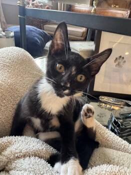 FIGARO -  Domestic Short Hair Cat for Adoption in Chicago Ridge, Illinois - FIGARO | PetCurious