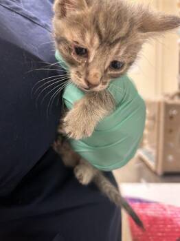 TOMMY PICKLES -  Domestic Short Hair Cat for Adoption in Riverside, California - TOMMY PICKLES | PetCurious