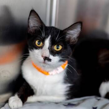 Jasmine -  Domestic Short Hair Cat for Adoption in Wilmington, Delaware - Jasmine | PetCurious