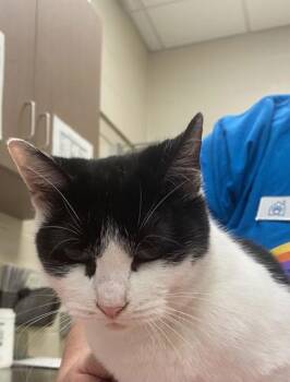 Tsuki -  Domestic Short Hair Cat for Adoption in Fishers, Indiana - Tsuki | PetCurious