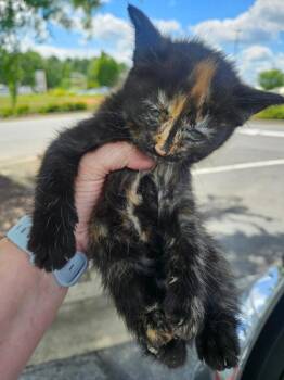 Choriza -  American Bobtail Cat for Adoption in Johnson City, Tennessee - Choriza | PetCurious