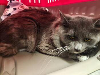 SIMBA -  Domestic Medium Hair Cat for Adoption in Kent, Washington - SIMBA | PetCurious