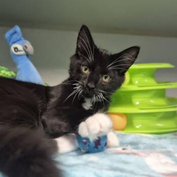 Binx -  Domestic Short Hair Cat for Adoption in Newark, New Jersey - Binx | PetCurious