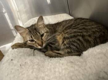 Domestic Medium Hair and Domestic Short Hair Cats Available for Adoption in West Chester, Pennsylvania - Daisy | PetCurious