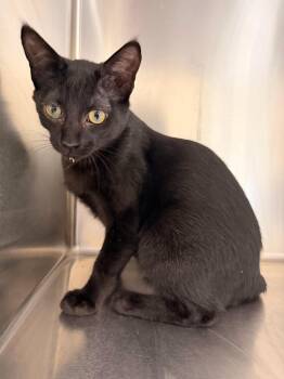 Sylvester -  Domestic Short Hair Cat for Adoption in Marietta, Georgia - Sylvester | PetCurious