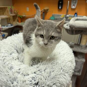 Domestic Short Hair Cats Available for Adoption - Jagger | PetCurious