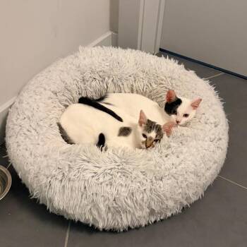 Chris -  Domestic Short Hair Cat for Adoption in Chicago, Illinois - Chris | PetCurious