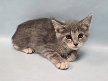 Earth -  Domestic Short Hair Cat for Adoption in Minneapolis, Minnesota - Earth | PetCurious