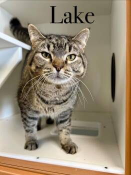 Domestic Short Hair Cats Available for Adoption - Lake | PetCurious