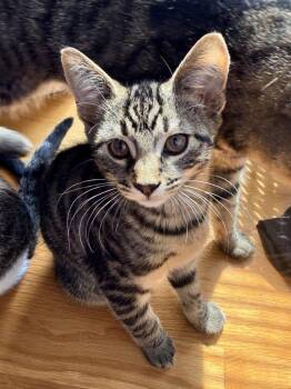 Stanley -  Tabby Cat for Adoption in Medford, Massachusetts - Stanley | PetCurious