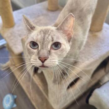 Ellen -  Domestic Short Hair Cat for Adoption in Fredericksburg, Virginia - Ellen | PetCurious