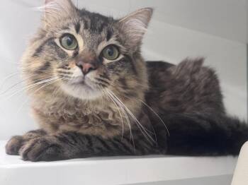 Cocoa -  Domestic Long Hair Cat for Adoption in Saint Paul, Minnesota - Cocoa | PetCurious