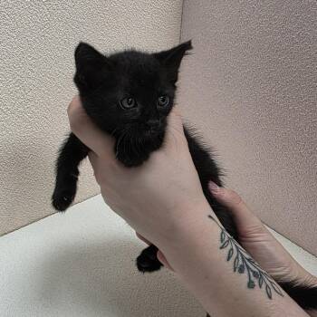 Ruby (red) -  Domestic Short Hair Cat for Adoption in Jupiter, Florida - Ruby (red) | PetCurious