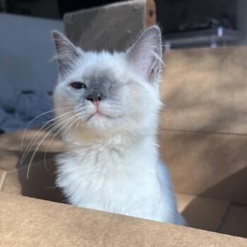 Snack Pack -  Siamese and Domestic Long Hair Cat for Adoption in Charlotte, North Carolina - Snack Pack | PetCurious