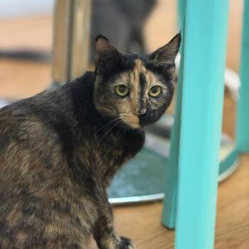 Sami -  Domestic Short Hair Cat for Adoption in Las Vegas, Nevada - Sami | PetCurious