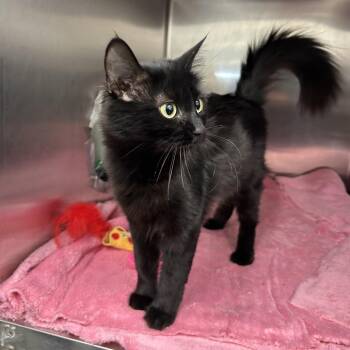 Domestic Medium Hair Cats Available for Adoption - Blot | PetCurious