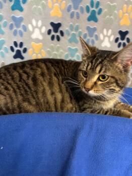 Domestic Short Hair Cats Available for Adoption in Wabash, Indiana - Mamacita | PetCurious
