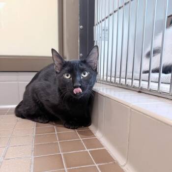Parker -  Domestic Short Hair Cat for Adoption in Truckee, California - Parker | PetCurious