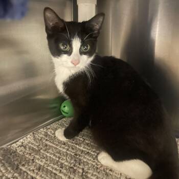 Domestic Short Hair Cats Available for Adoption - Briar Rose | PetCurious