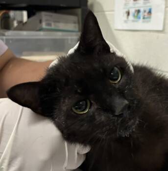 Rescue Domestic Short Hair Cats for Adoption in Pensacola, Florida - MASTERS | PetCurious