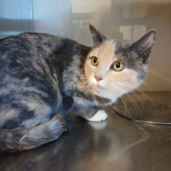 Rescue Domestic Short Hair Cats for Adoption in Apple Valley, California - Mallory | PetCurious