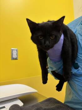 Gordo -  Domestic Short Hair Cat for Adoption in Raleigh, North Carolina - Gordo | PetCurious