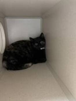 American Shorthair Cats Available for Adoption in Steamboat Springs, Colorado - Briella | PetCurious
