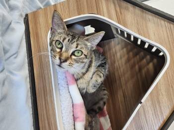 Bunnie -  Domestic Short Hair Cat for Adoption in Kalamazoo, Michigan - Bunnie | PetCurious