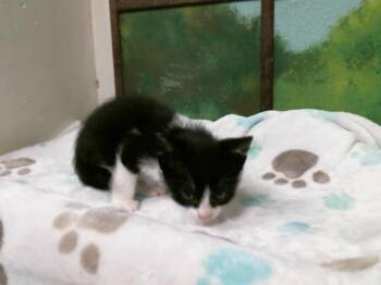 Domestic Short Hair Cats Available for Adoption in Houston, Texas - NICK | PetCurious