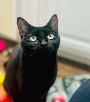 Cleo -  Domestic Short Hair Cat for Adoption in Mansfield, Texas - Cleo | PetCurious