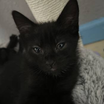 Rescue Domestic Short Hair Cats for Adoption in Pleasanton, California - Sissy | PetCurious