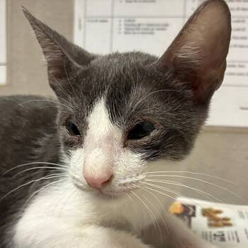 Tater tot -  Domestic Short Hair Cat for Adoption in Yuma, Arizona - Tater Tot | PetCurious