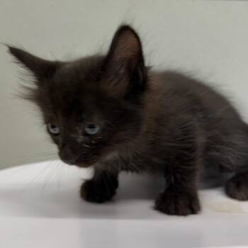 Fig -  Domestic Short Hair Cat for Adoption in Tampa, Florida - Fig | PetCurious