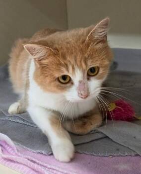 Penelope -  Domestic Medium Hair Cat for Adoption in Bloomington, Indiana - Penelope | PetCurious